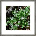 Star Chickweed Or Great Chickweed Dfl1189 Framed Print