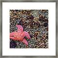 Starfish Framed Print