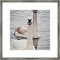 Staring Swans Framed Print