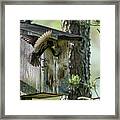Starling Feed The Nestling Deep In The Throat Framed Print