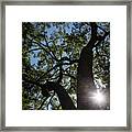 Stately Tree Framed Print