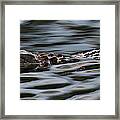 Stealth Mode - Baby Alligator Framed Print