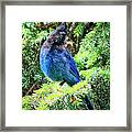 Steller's Jay Framed Print