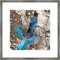 Steller's Jay Pair Framed Print