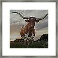 Sterling, The Longhorn Cow Framed Print
