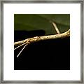 Stick Insect Close-up Framed Print
