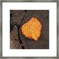 Still Life Autumn Leaf Framed Print