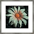 Stillive Framed Print