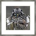 Stink Eye Framed Print