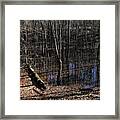 Striped Swamp Framed Print