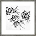 Studies Of Peonies By Martin Schongauer In Black And White Framed Print