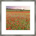 Norfolk Poppy Fields At Sunrise In England Framed Print