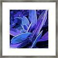 Succulent In Lavender Framed Print