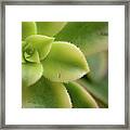 Succulent Plant Leaf Pattern Framed Print