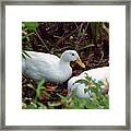 Sugden Regional Park - Rare Flightless White Pekin Duck In The Wild Framed Print