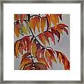 Sumac Framed Print