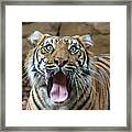 Sumatran Tigress Geisha Framed Print