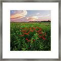 Summer Color On The Prairie Framed Print