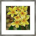 Summer Plumerias Framed Print