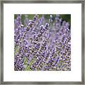 Summer Lavender Framed Print