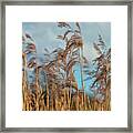 Summer Pond Grasses Framed Print