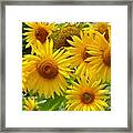 Summer Sunflowers Framed Print