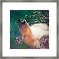 - Summer Swim - Polar Bear Framed Print