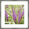 Summer Wildflowers Framed Print