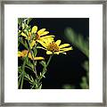 Summer Wildflowers - Ox Eye Sunflower Framed Print