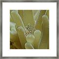 Sun Anemone Shrimp Framed Print