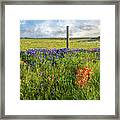 Sun-drenched Wildflowers In Brenham Framed Print