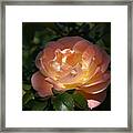 Sun-kissed Rose Framed Print