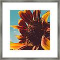 Sun Seeker Sunflower Framed Print