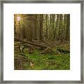 Sunburst Through The Cedars Framed Print