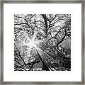 Sunburst Framed Print