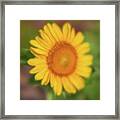 Sunflower-1 Framed Print