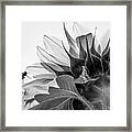 Sunflower And The Busy Bee Framed Print