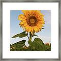 Sunflower At Sunrise Framed Print