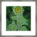 Sunflower Bud Framed Print