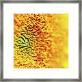 Sunflower Detail Framed Print