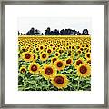 Sunflower Field  9464 Framed Print