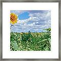 Sunflower Field Panorama Framed Print