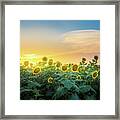 Sunflower Field Sunset Alabama Framed Print