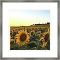 Sunflower Field Sunset Framed Print