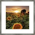 Sunflower Fields Framed Print