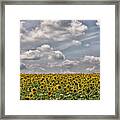 Sunflower Fields Framed Print