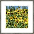 Sunflower Fields Framed Print