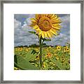 Sunflower In Field Framed Print