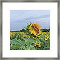 Sunflower King Framed Print