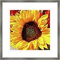 Sunflower Framed Print